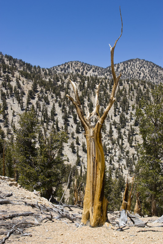 Bristlecone Pine